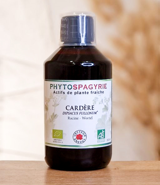 Cardère (Phytospagyrie) VECTEUR ENERGY